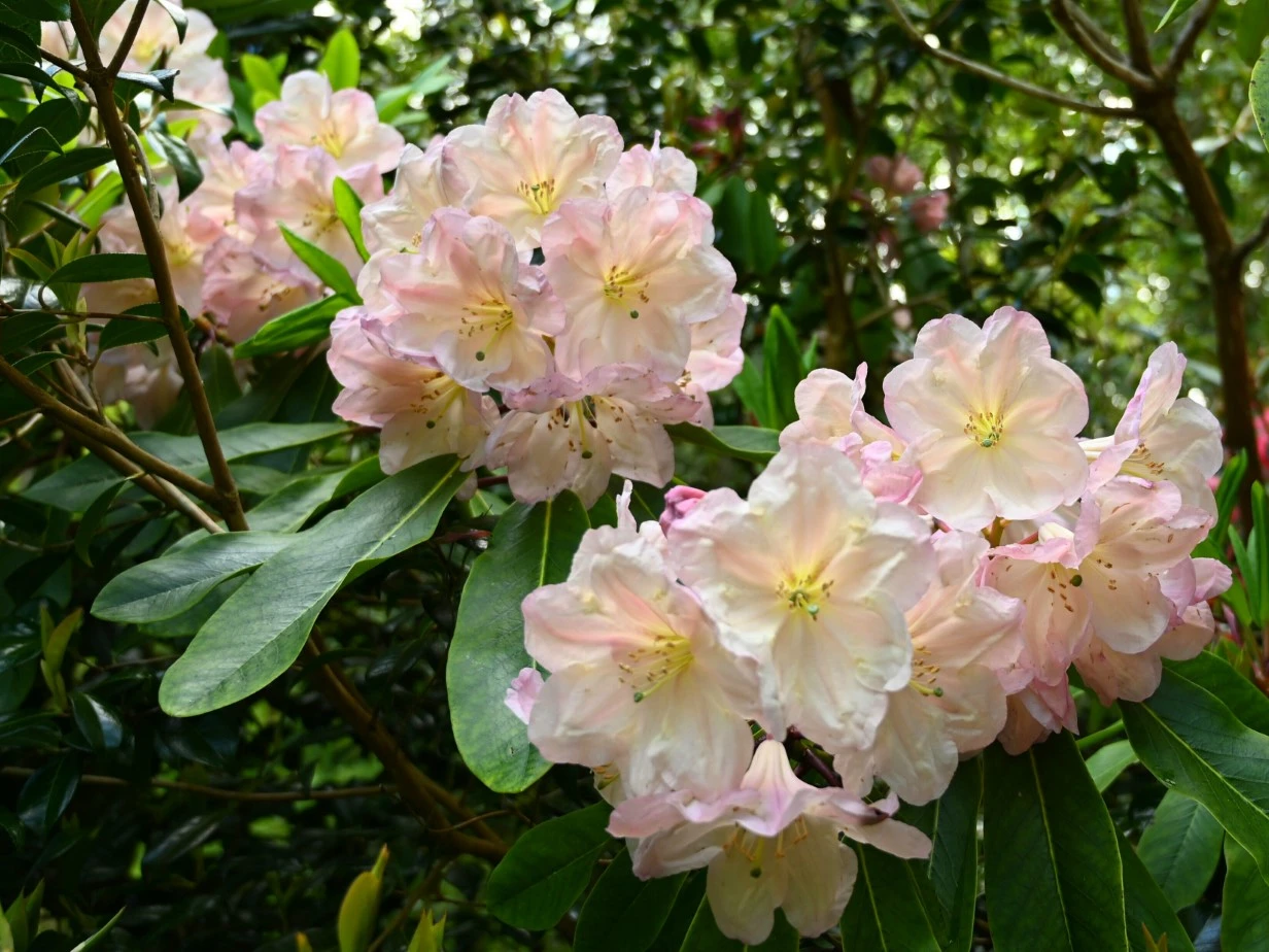 'Queen Souriya'